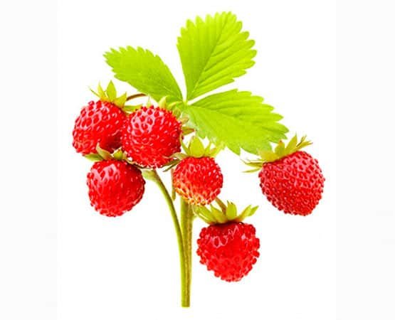 eliquid Waldbeere